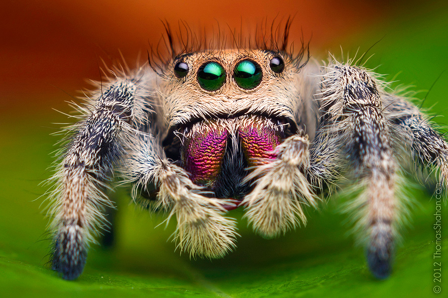 what-do-jumping-spiders-eat-in-the-wild-and-as-pets-diet-health